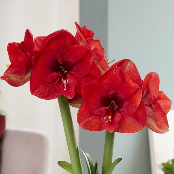 Van Zyverden Amaryllis Kit Sweet Valentine with Artisan Decorative Planter Set of 1 Bulb Red Partial Sun Perennial Easy to Grow 2 lbs