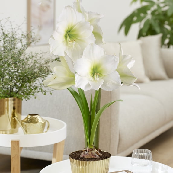 Van Zyverden Amaryllis Kit White with Fluted Iron Faux Brass Finish Planter and 1 Bulb Red Partial Sun Perennial Easy to Grow 3 lbs