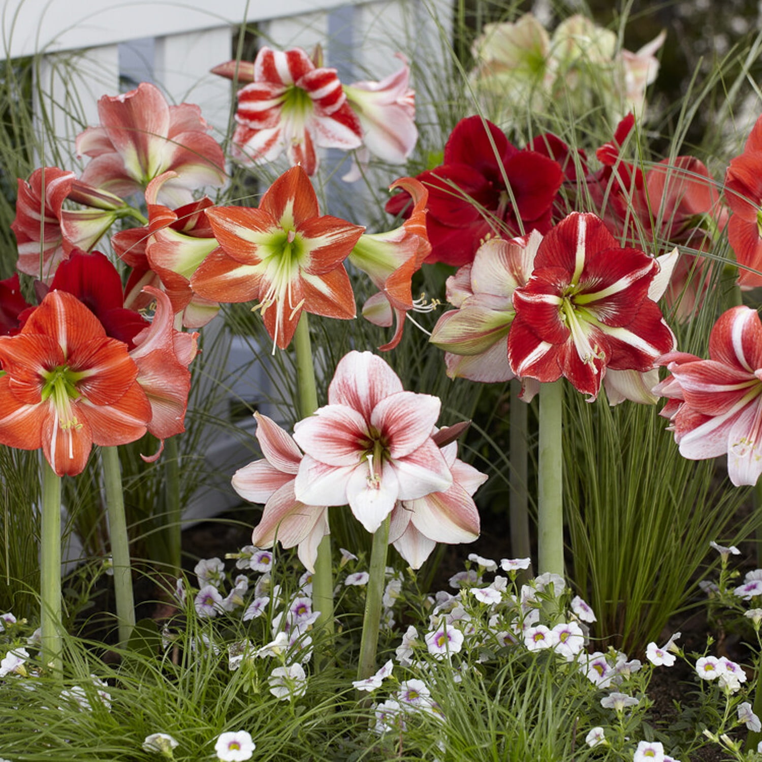 Van Zyverden Amaryllis Kitchen Sink Mixture Set of 5 Bulbs Multicolor Partial Sun