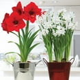 thumbnail image 1 of Van Zyverden Amaryllis & Paperwhite Duo Two Pack Kits with Artisan Decorative Planters and 5 Bulbs Multicolor Partial Sun Perennial Easy to Grow 4 lbs, 1 of 6