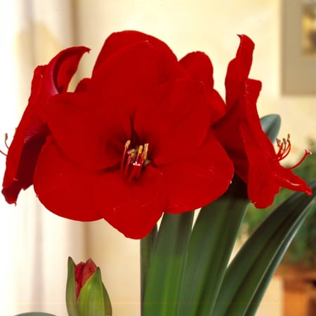 Van Zyverden Amaryllis Red Lion 1 Bulb Red Partial Sun Perennial Flowering 1 lb