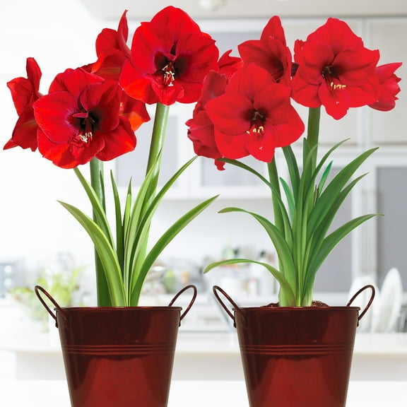 Van Zyverden Amaryllis Red Lion Duo Two Pack Kits with Artisan Decorative Planters and 2 Bulbs Multicolor Partial Sun Perennial Easy to Grow 4 lbs