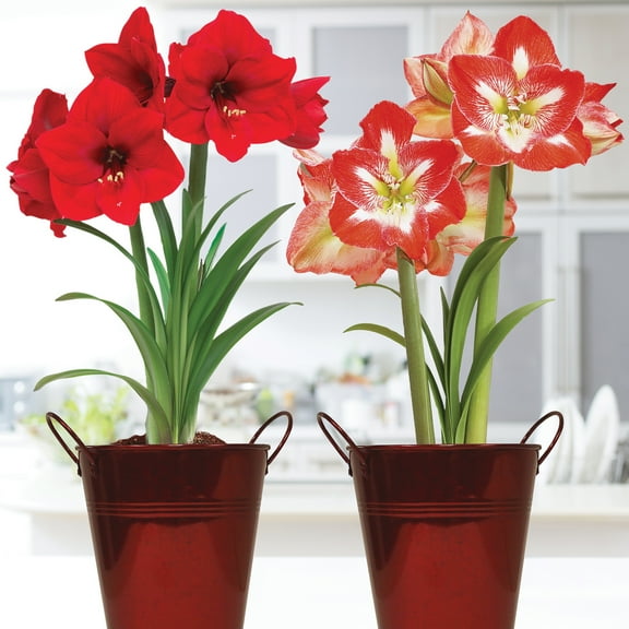 Van Zyverden Amaryllis Red Lion/Minerva Duo Two Pack Kits with Artisan Decorative Planter and 2 Bulbs Multicolor Partial Sun Perennial Easy to Grow 4 lbs