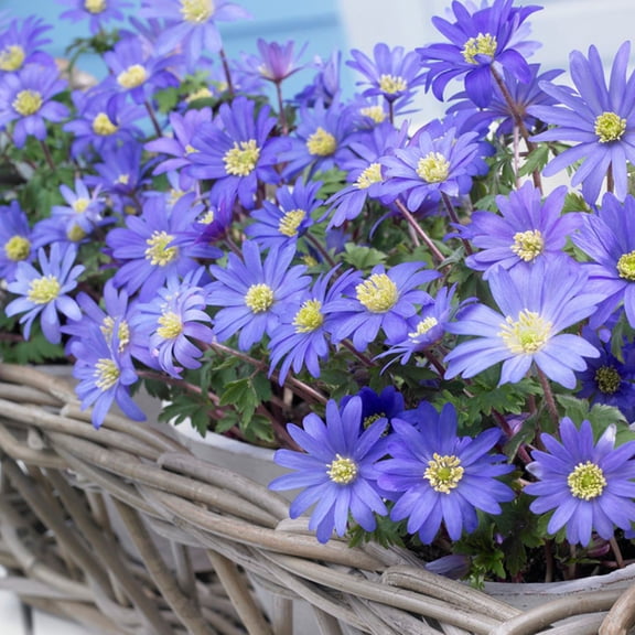 Van Zyverden Anemone Blue Shades Plant Bulbs (25 Count)