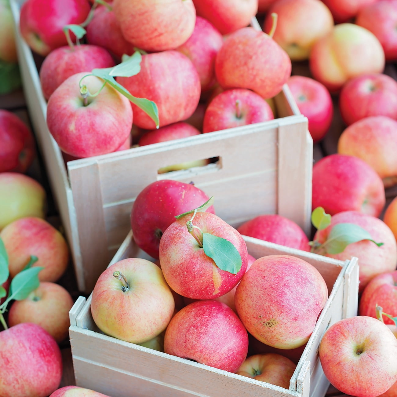 Van Zyverden Apple Tree Fuji 1 Plant Root Stock Pink Full Sun Perennial Edible 4 lbs