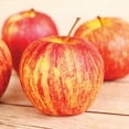 thumbnail image 1 of Van Zyverden Apple Tree Honeycrisp 1 Plant Root Stock Pink Full Sun Edible 4 lbs, 1 of 6