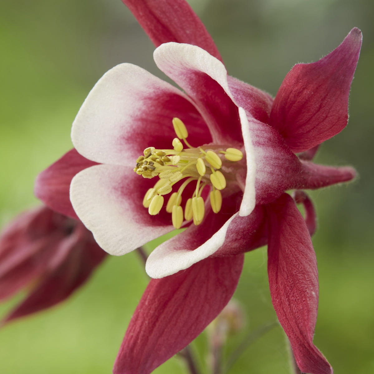 Van Zyverden Aquilegia Columbine Biedermeier Set of 5 Plant Roots Pink Partial Sun Perennial Pollinator 1 lb