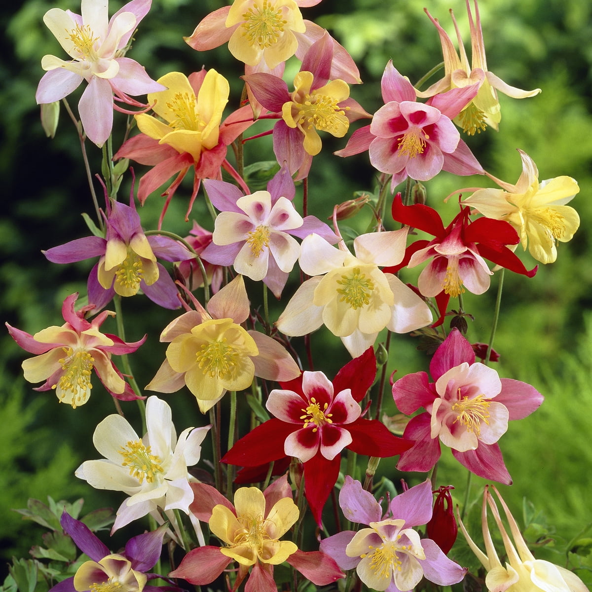 Van Zyverden Aquilegia Columbine Mixed 5 Plant Roots Multicolor Partial Sun Deer Resistant 1 lb