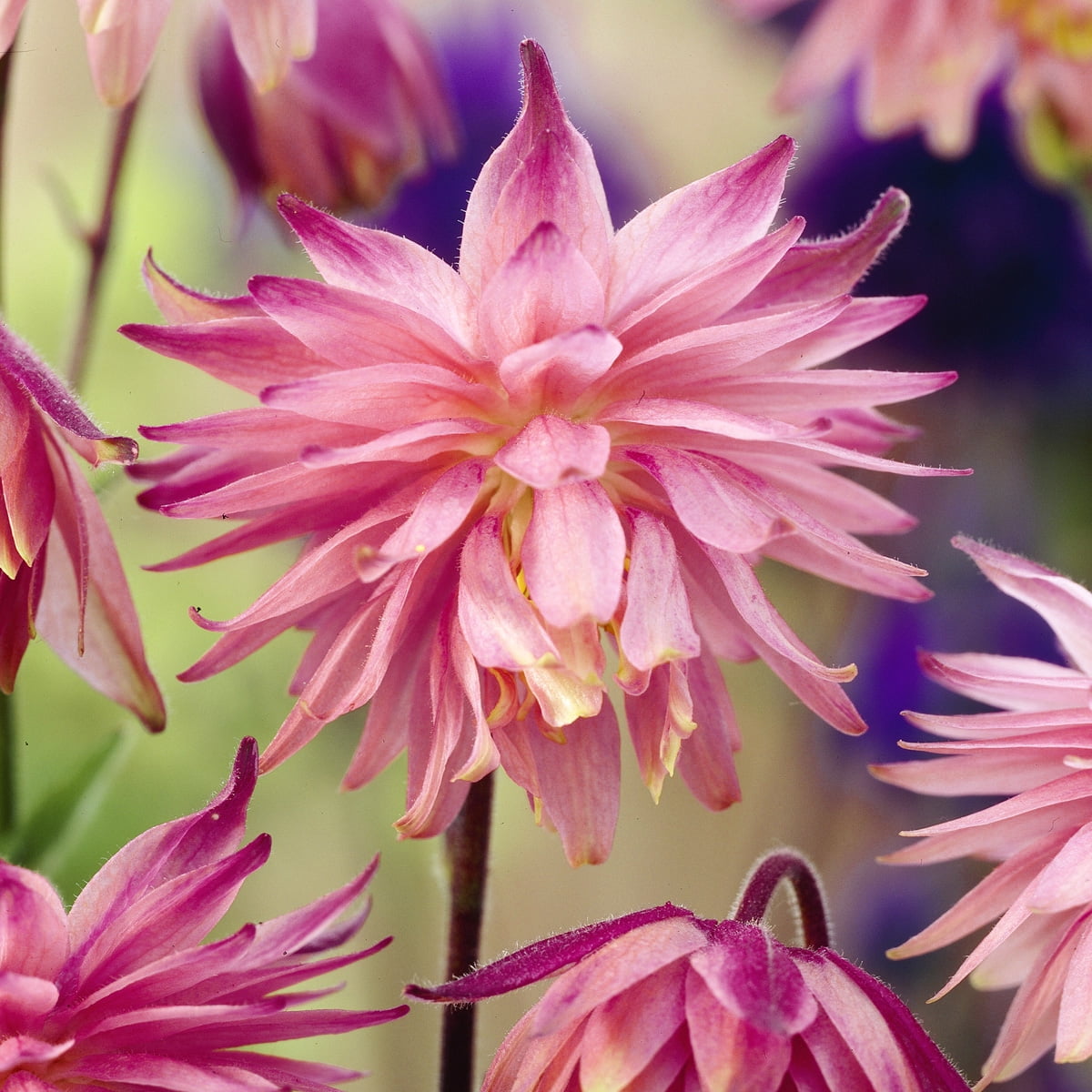 Van Zyverden Aquilegia Columbine Pink Barlow Set of 5 Plant Roots Pink Partial Sun Perennial Pollinator 1 lb