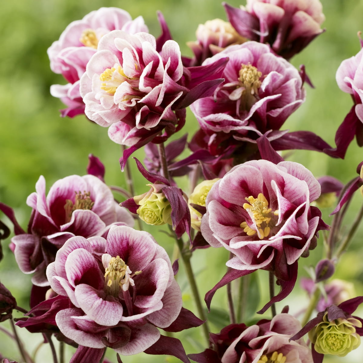 Van Zyverden Aquilegia Columbine Winky Double RedWhite Set of 5 Roots Multicolor Partial Sun Perennial Pollinator 1 lb