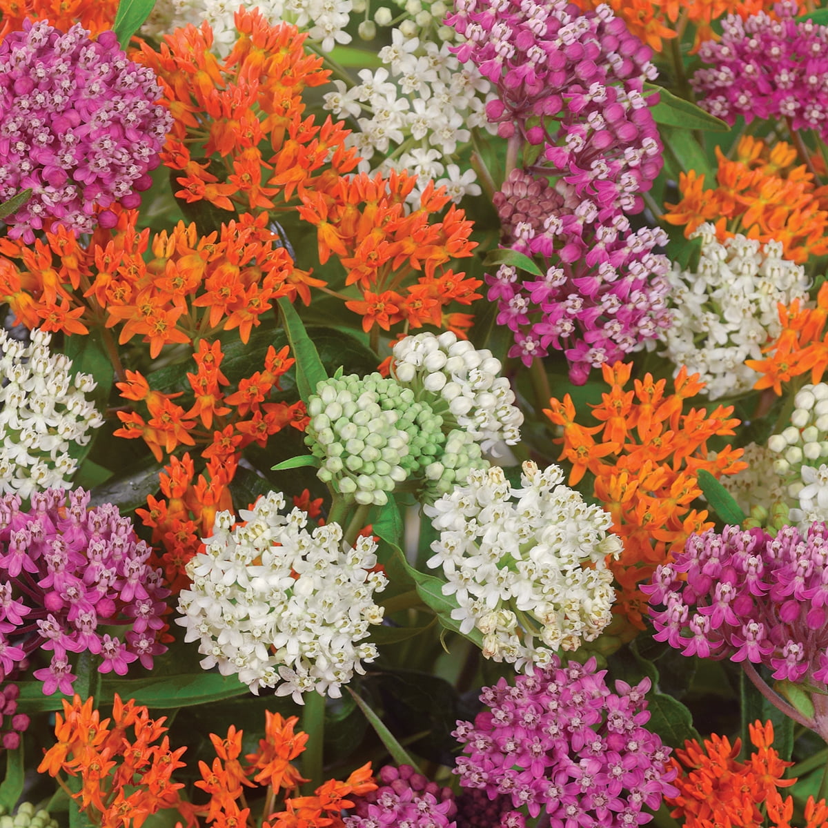 Van Zyverden Asclepias Exclusive Sweet Monarch Blend 9 Bulbs Multicolor Full Sun Deer Resistant 1lb