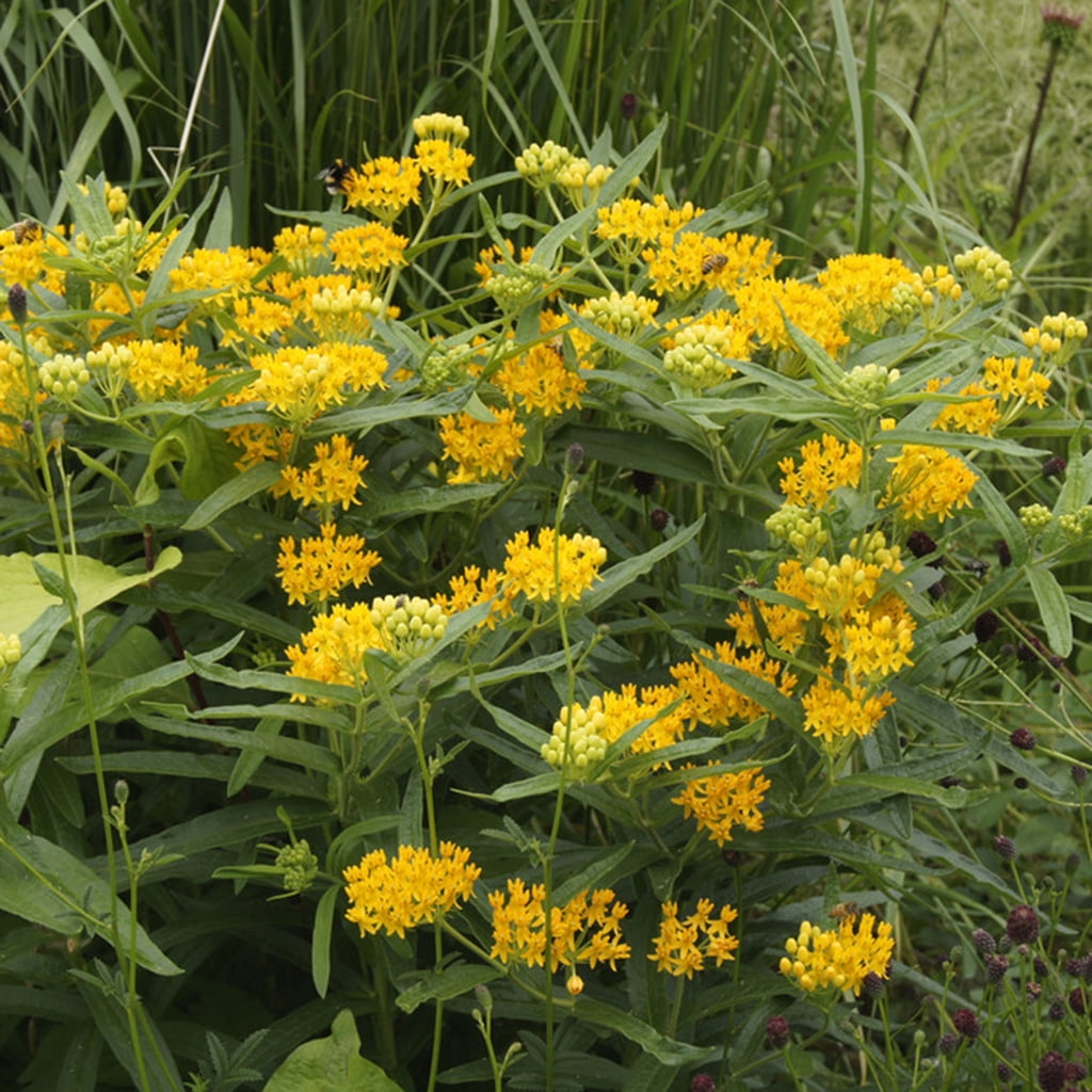 Van Zyverden Asclepias Hello Yellow Support the Monarchs Set of 3 Plant Roots Yellow Full Sun Perennial Fragrant 1 lb