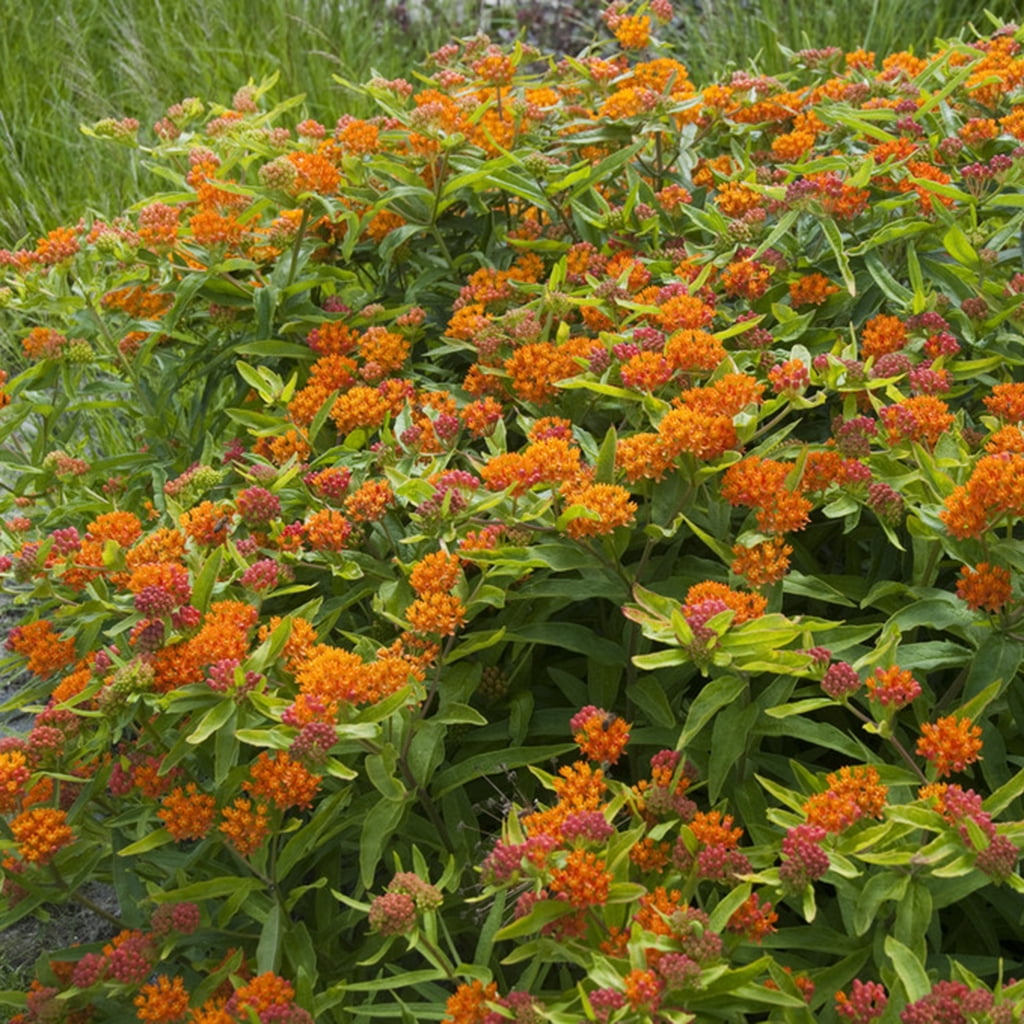Van Zyverden Asclepias Tuberosa Support The Monarchs, 3 Plant Roots, Orange, Full Sun, Perennial, Fragrant, 1lb