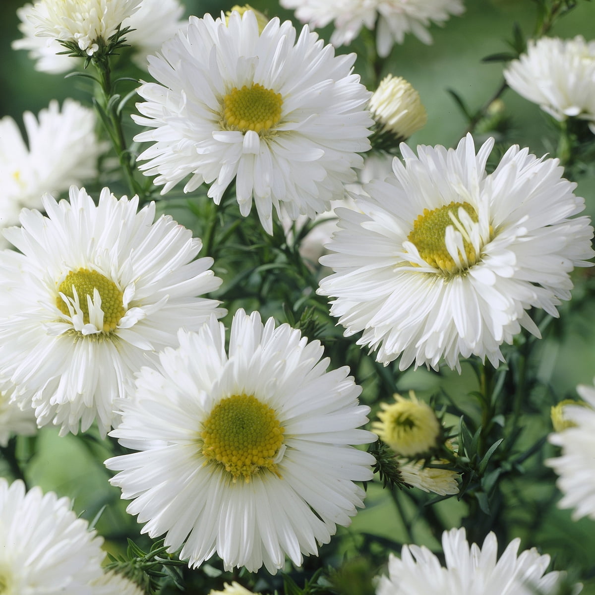Van Zyverden Aster White Ladies Set of 5 Roots White Full Sun Perennial Pollinator 1 lb