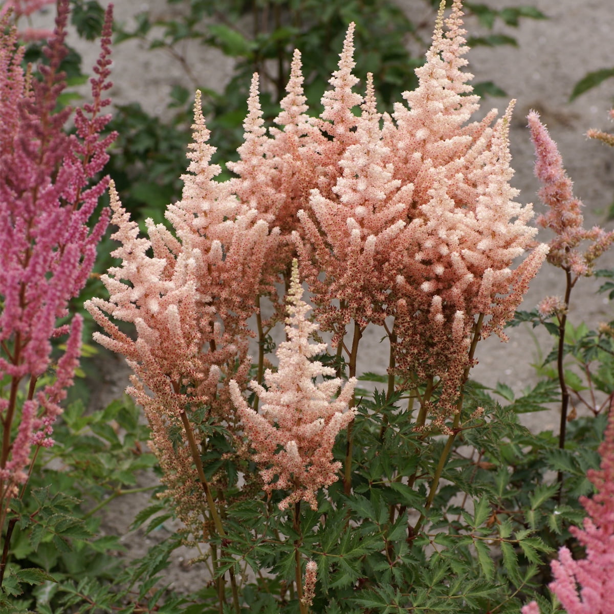 Van Zyverden Astilbe Exclusive Sara's Coral 5 Roots Orange Partial Shade Perennial Pollinator 2 lbs