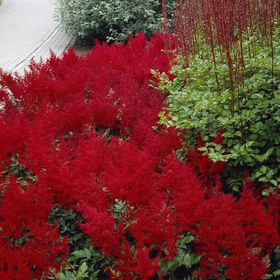 Van Zyverden Astilbe Red Sentinel Set of 5 Plant Roots Red Partial ...