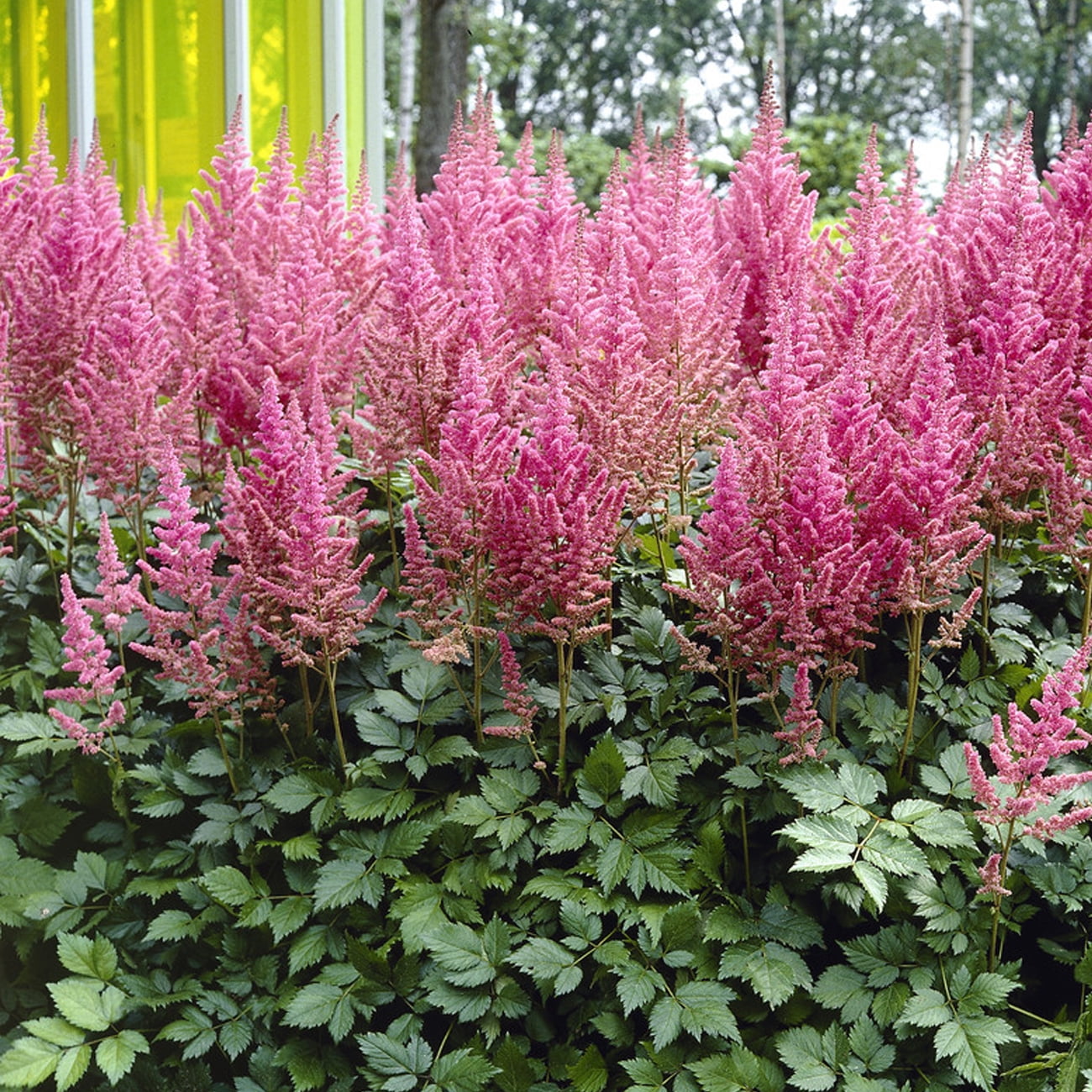 Bronze-Green Leaf Astilbe Visions with Purple Blooms
