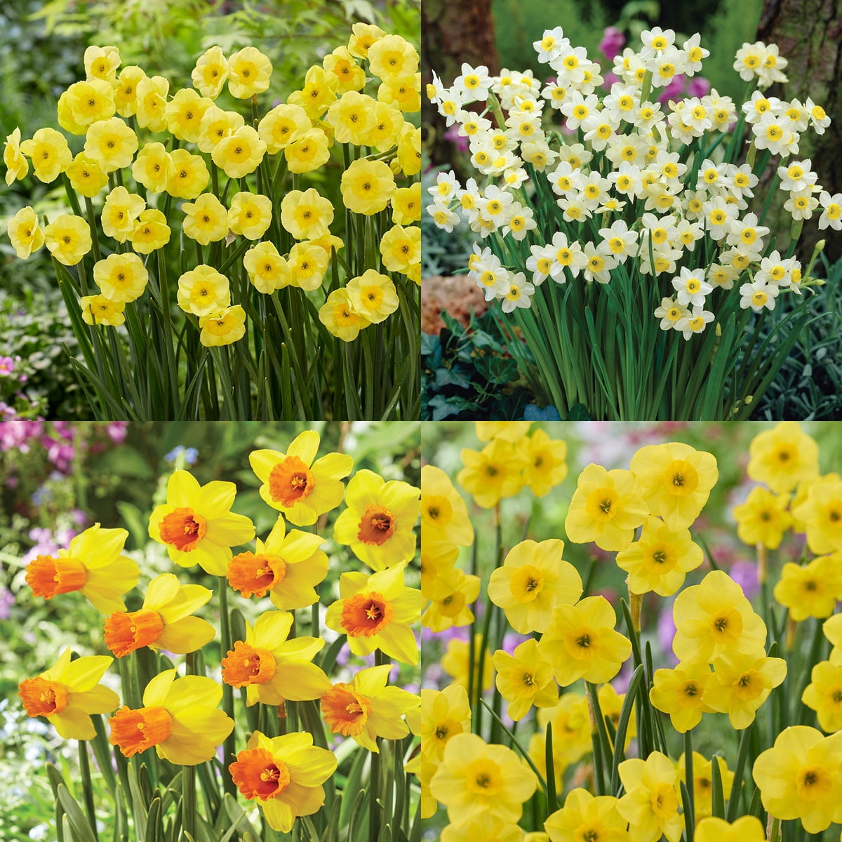 Van Zyverden Award Winning Perennial Deer Resistant Daffodil Blend Set of 5 Bulbs Multicolor Partial Sun Perennial Fragrant 1 lb