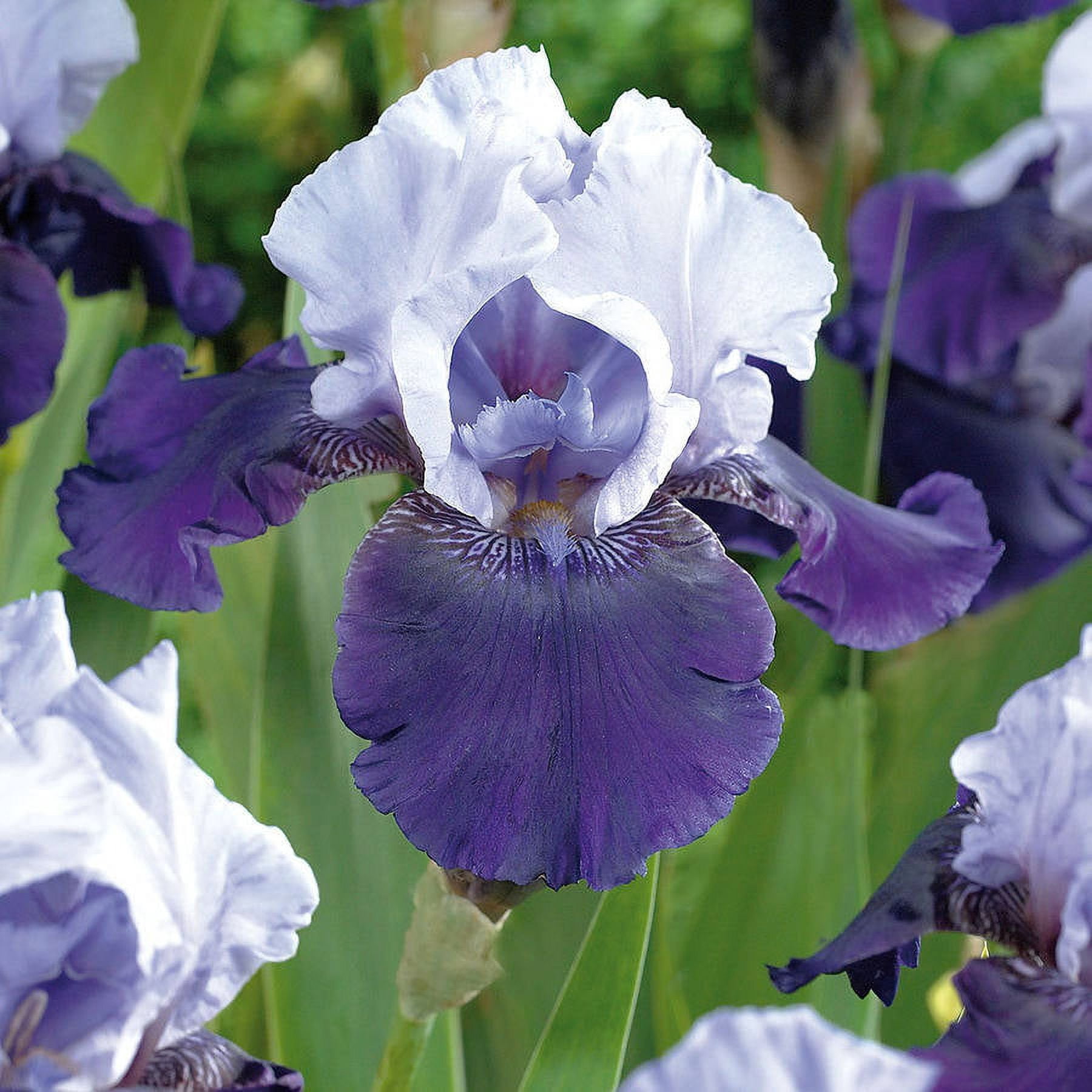 Van Zyverden Bearded Iris Best Bet Set of 3 Plant Roots Multi-Color Part Sun