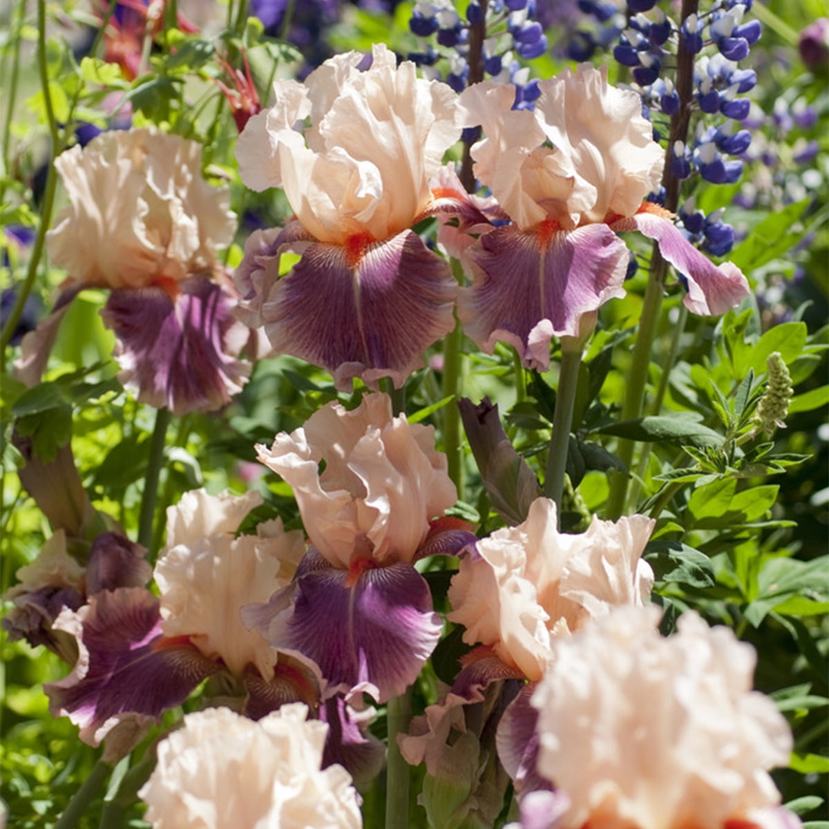 Van Zyverden Bearded Iris Cherry Blossom Song 3 Plant Roots Multicolor Full Sun Deer Resistant 2 lb