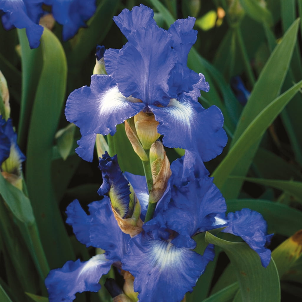 Van Zyverden Bearded Iris City Lights Set of 3 Plant Roots Multicolor