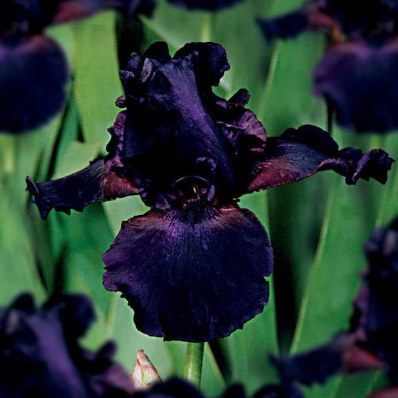 Van Zyverden Bearded Iris Superstition Set of 3 Plant Roots Black Part Sun