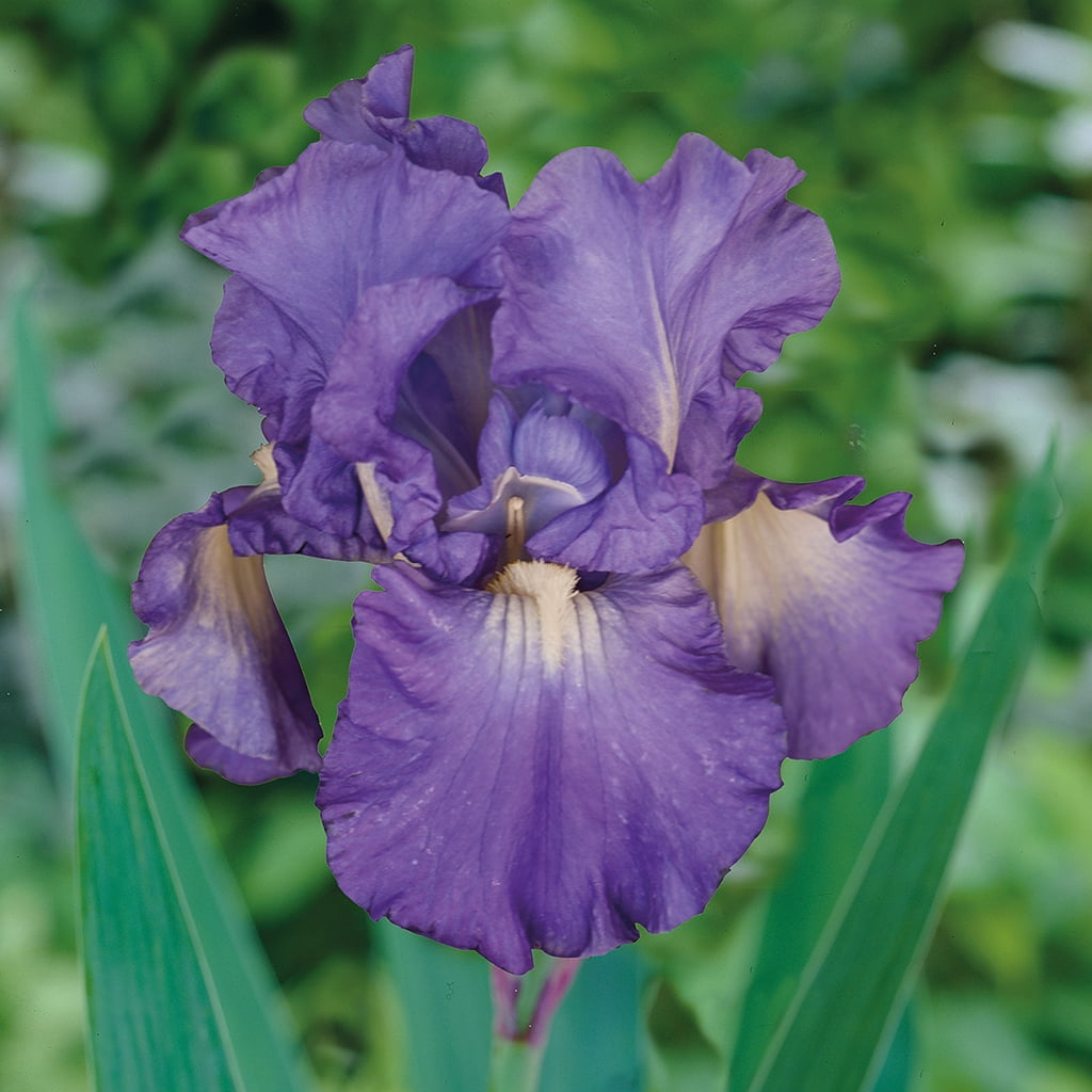 Van Zyverden Bearded Iris Victoria Falls Set of 3 Plant Roots Purple Partial Sun Perennial Drought-Tolerant 1 lb