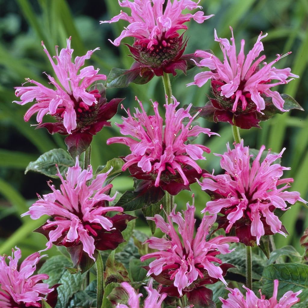 Van Zyverden Bee Balm Aquarius Set of 5 Plant Roots Purple Partial Sun Perennial Pollinator 1 lb