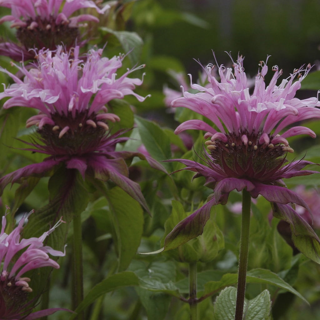 Van Zyverden Bee Balm Beauty Of Cobham 5 Plant Roots Purple Partial Sun Perennial Fragrant 1 lb