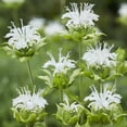 thumbnail image 1 of Van Zyverden Bee Balm Ice Out Set of 5 Plant Roots White Partial Sun Easy to Grow 1 lb, 1 of 7