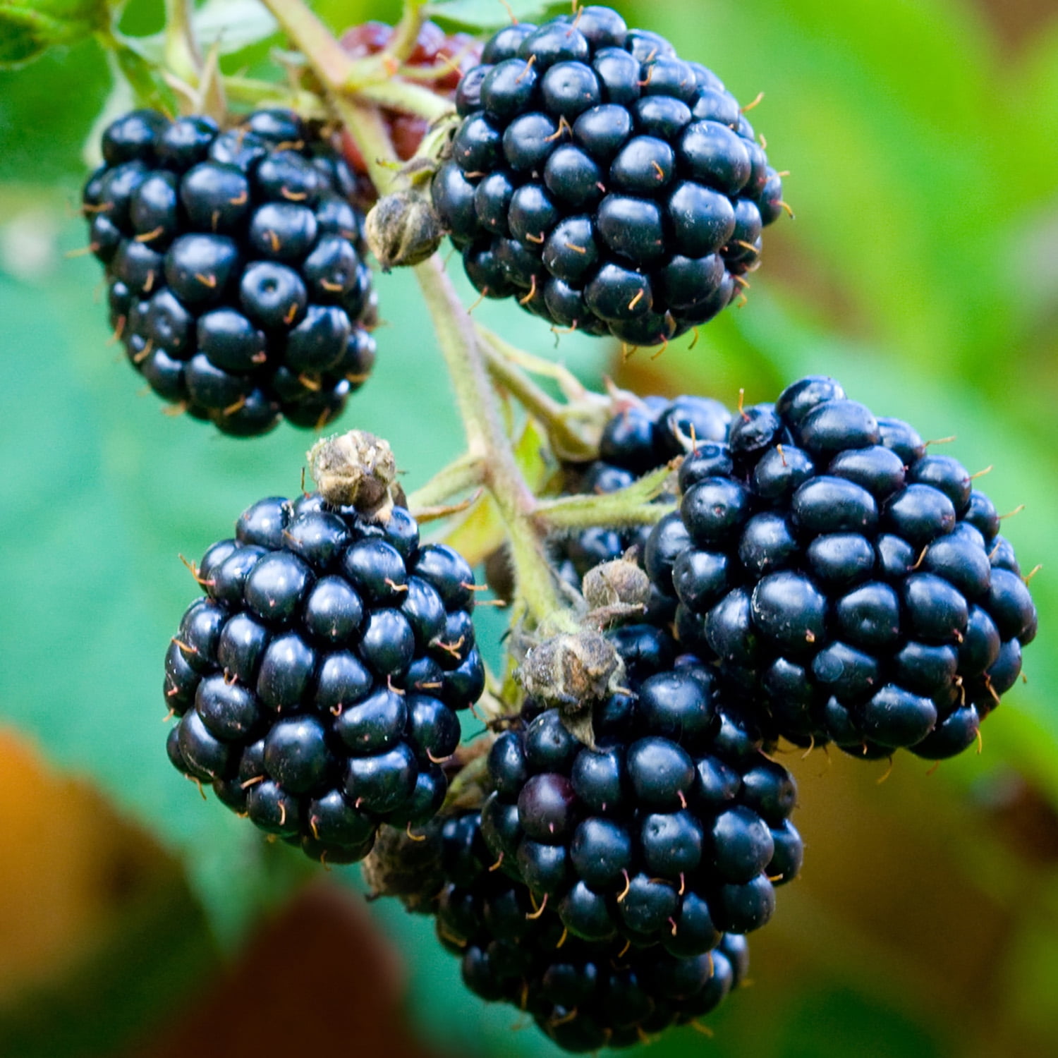 Van Zyverden Blackberry Thornless Triple Crown 1 Plant Pink Full