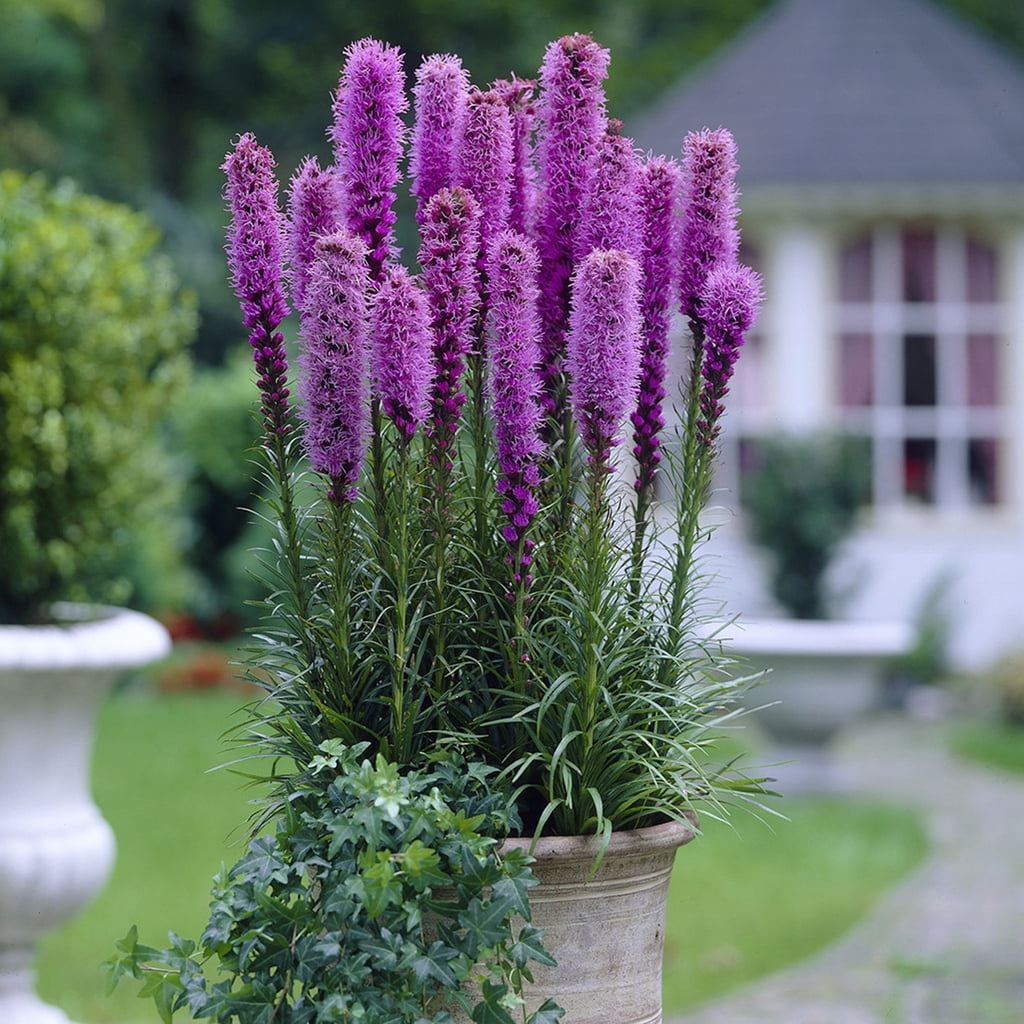 Van Zyverden Blazing Star Liatris Spicata, 10 Bulbs, Purple, Partial Sun, Perennial, Fragrant, 1lb