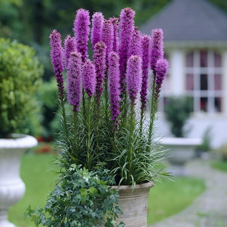 Van Zyverden Blazing Star Liatris Spicata Set of 25 Bulbs Purple Partial Sun Easy to Grow 1 lb