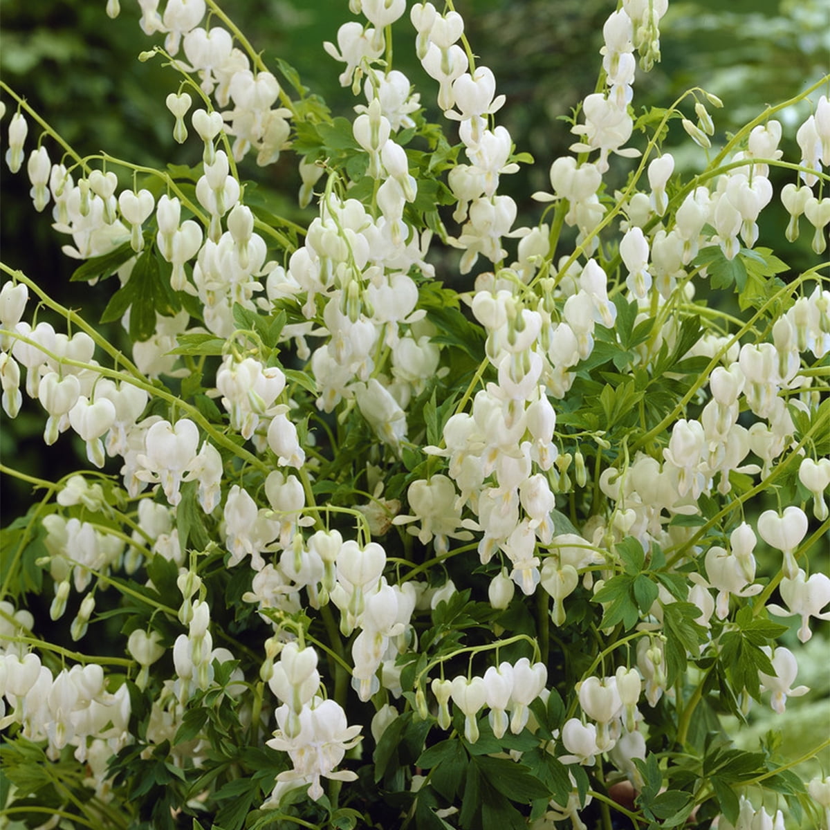 Van Zyverden Bleeding Hearts Alba Set of 1 Plant Roots White Partial Shade Easy to Grow 1 lb