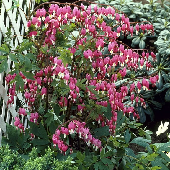 Van Zyverden Bleeding Hearts Set of 5 Plant Roots Pink Partial Shade Deer Resistant 2 lbs