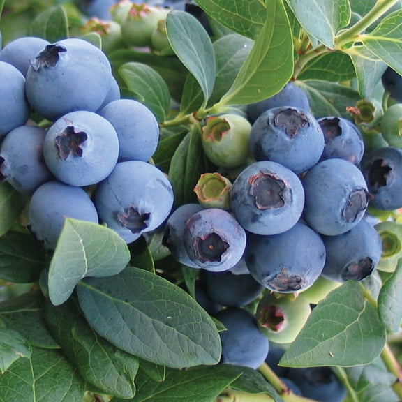 Van Zyverden Blueberry Bluecrop Set of 1 Plant White Full Sun Edible 2 lbs