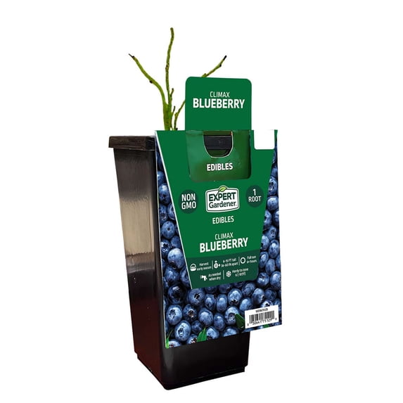 Expert Gardener Blueberry Climax (1 Dormant Bare Root) GMO Free, Full Sun, Blue, Perennial