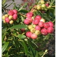 thumbnail image 1 of Van Zyverden Blueberry Pink Lemonade Set of 3 Plants Pink Full Sun Perennial Edible 2 lbs, 1 of 6