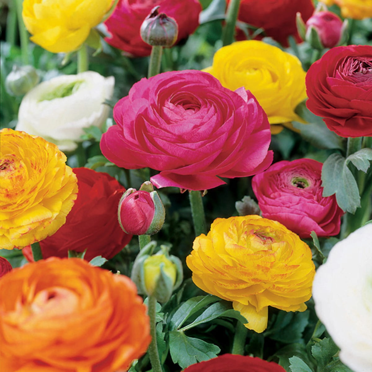 Van Zyverden Butter Cups Ranunculus Double Blooming Mixed Set of 25 Bulbs Partial Sun Perennial Deer Resistant 1 lb