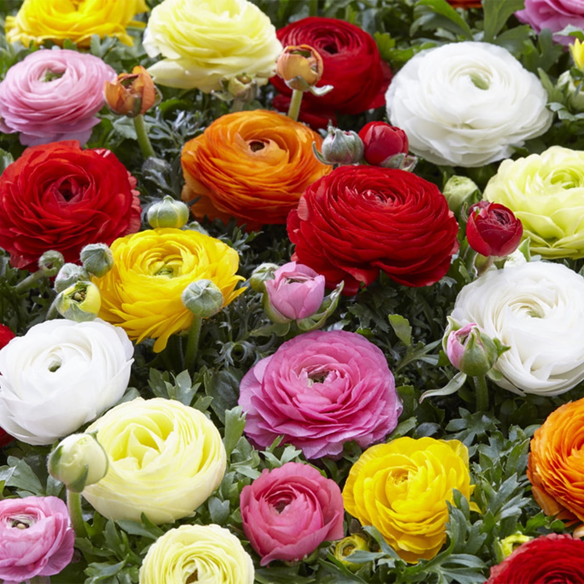 Van Zyverden Butter Cups Ranunculus Double Blooming Mixed Set of 75 Bulbs Mixed Part Sun