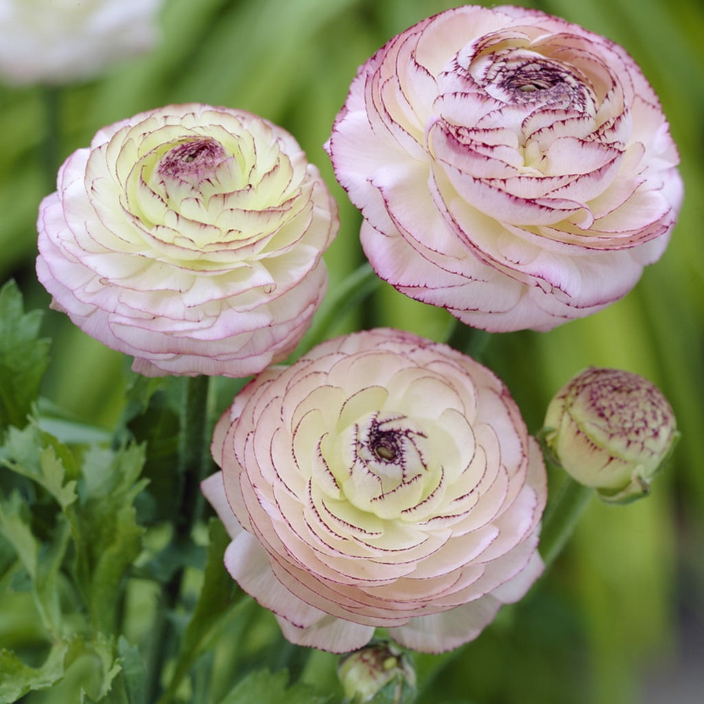 Van Zyverden Butter Cups Ranunculus Double Picotee Set of 25 Bulbs Pink Partial Sun Perennial Easy to Grow 1 lb