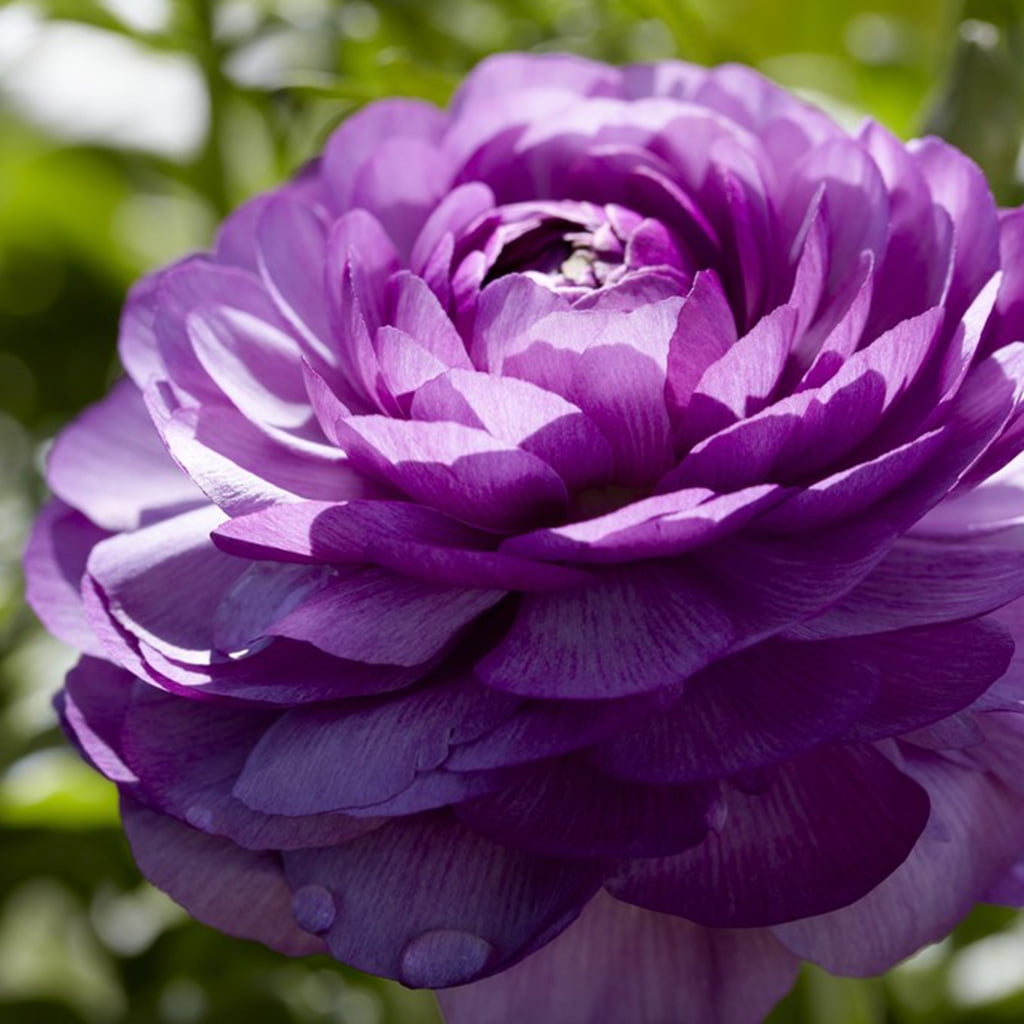 Van Zyverden Butter Cups Ranunculus Double Purple 25 Bulbs Purple Partial Sun Deer Resistant 1 lb