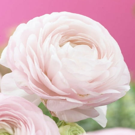 Van Zyverden Butter Cups Ranunculus Double Set of 25 Bulbs Pink Part Sun