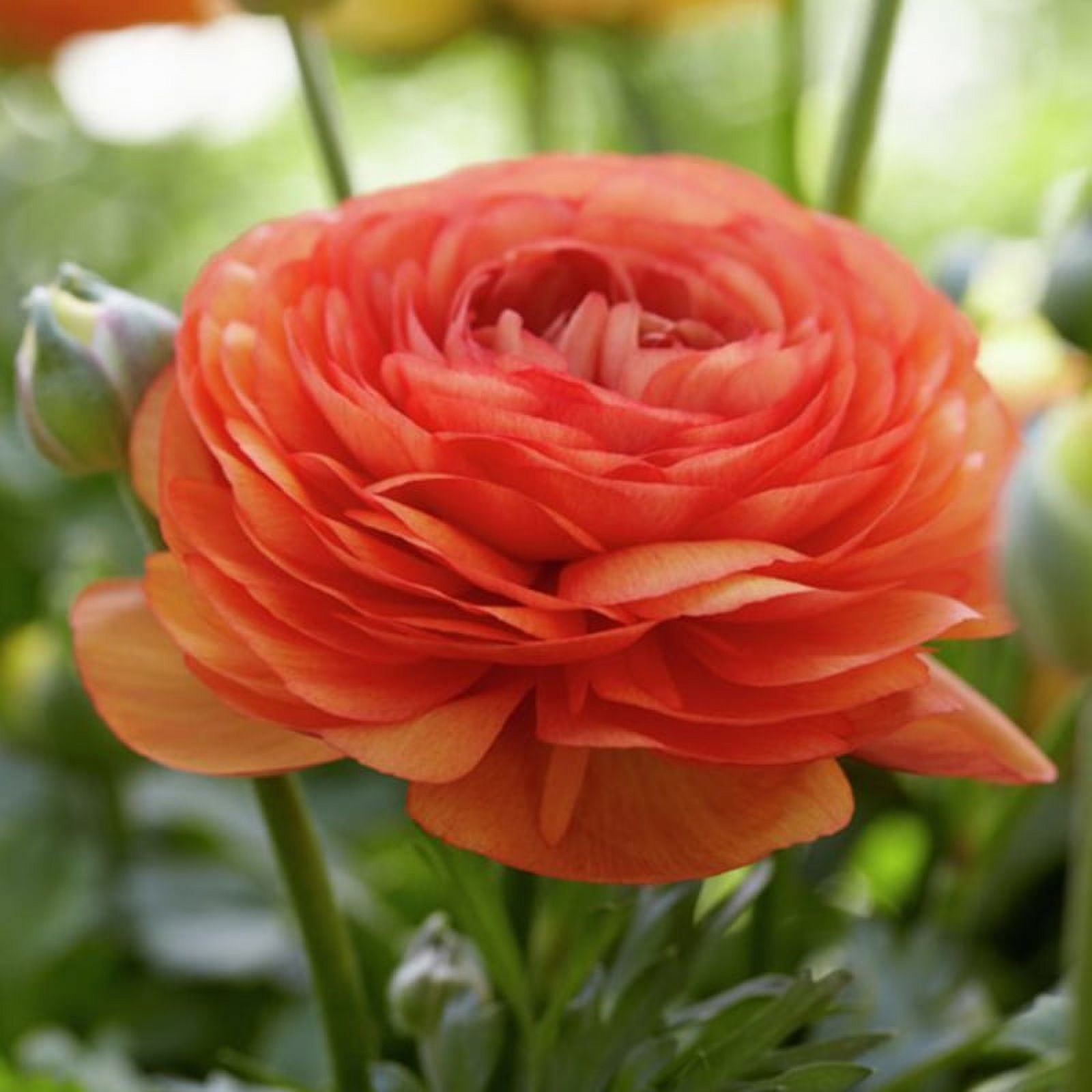 Van Zyverden Butter Cups Ranunculus Double Tangerine Set of 25 Bulbs Orange Part Sun