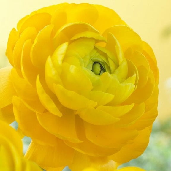 Van Zyverden Butter Cups Ranunculus Double Yellow 25 Bulbs Yellow Partial Sun Deer Resistant 1 lb