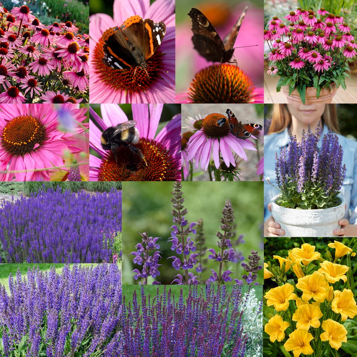 Van Zyverden Butterfly Magnet Collection Set of 13 Plant Roots Multicolor Full Sun Perennial Pollinator 4 lbs