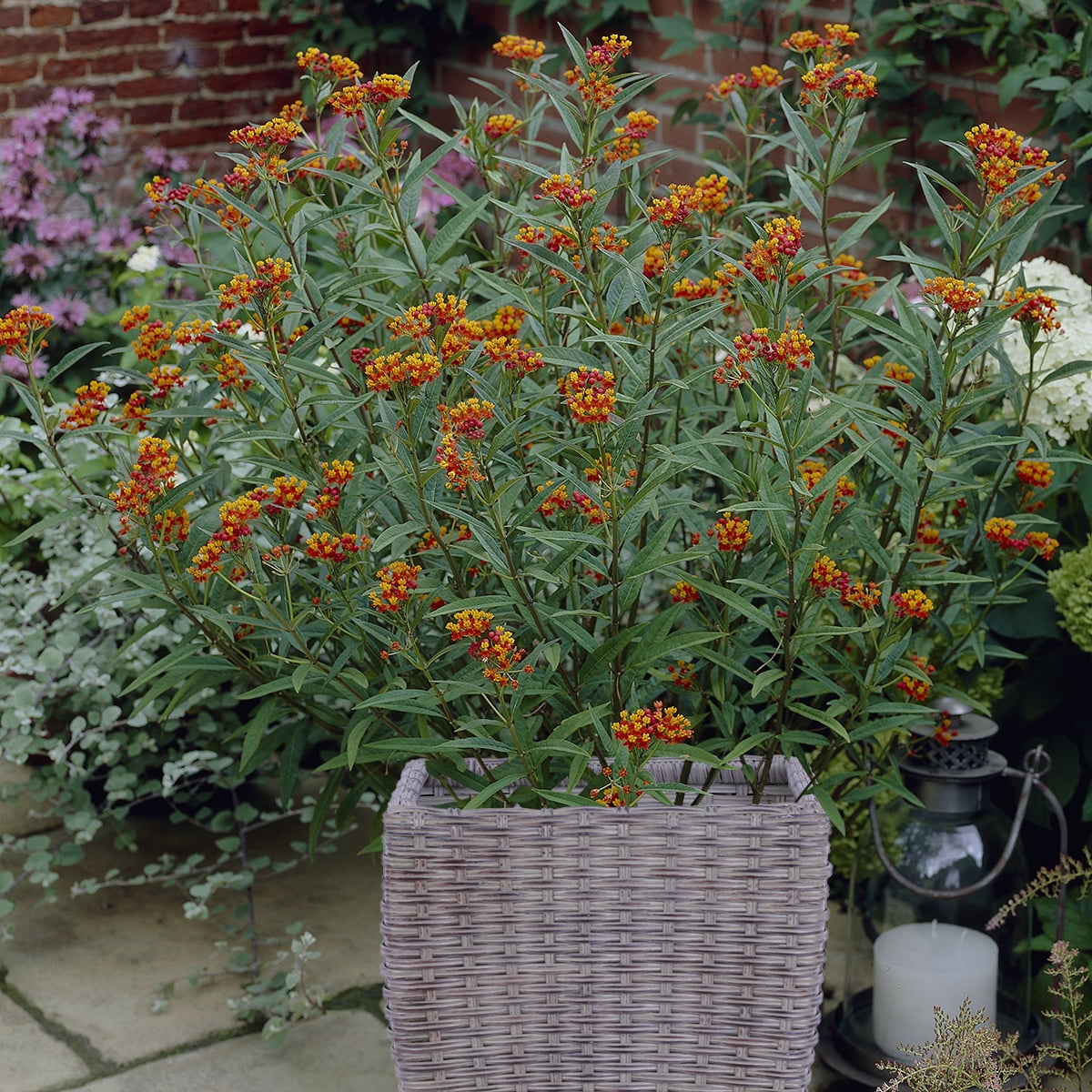 Van Zyverden Butterfly Milkweed Patio Kit with Decorative Rattan Planter, Planting Medium and 3 Plant Roots Orange Full Sun Fragrant 8 lb