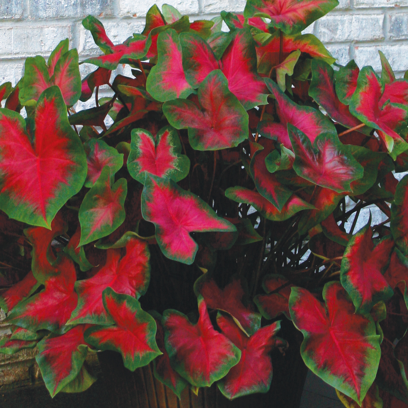 'TriColor' Snow Crocus 20 Bulbs Very Hardy! 5/+ cm Bulbs