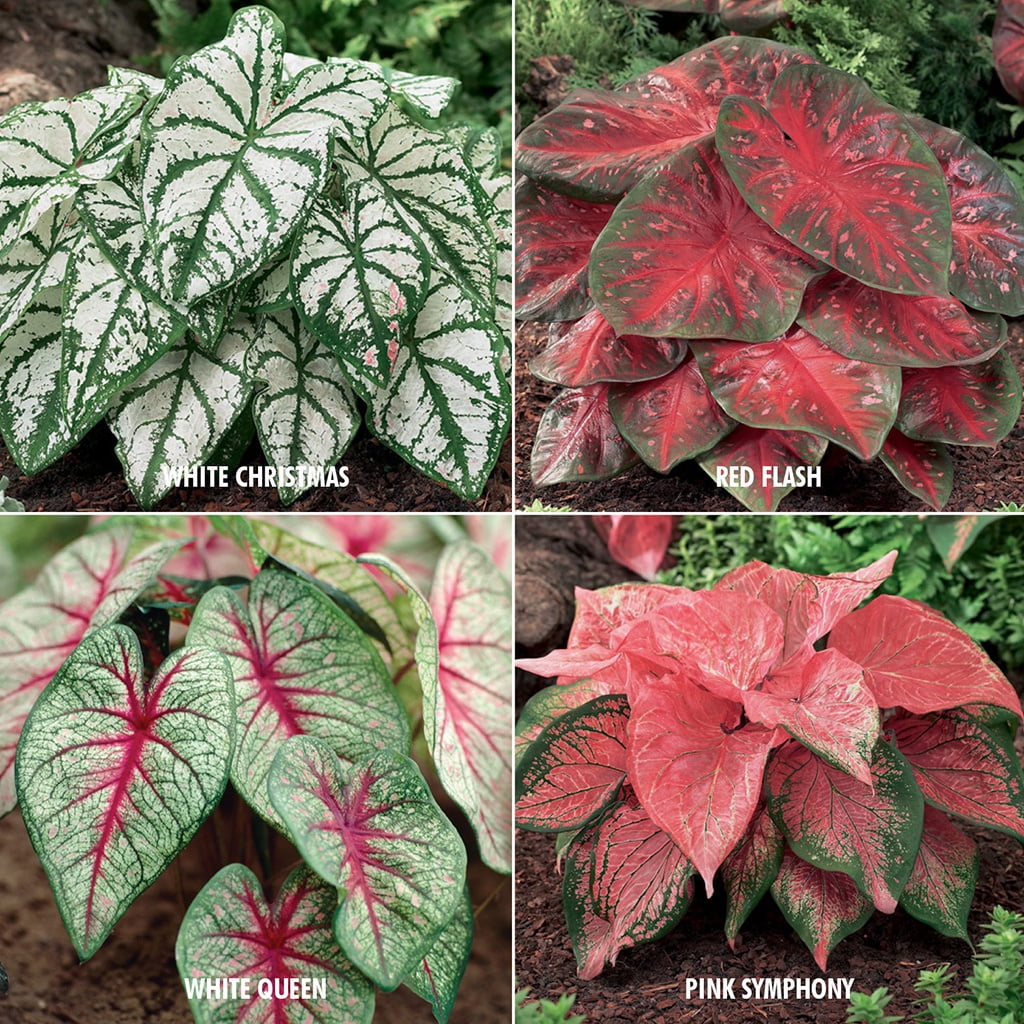 Van Zyverden Caladiums Collection 4 Varieties Set of 12 Bulbs Multicolor Full Shade