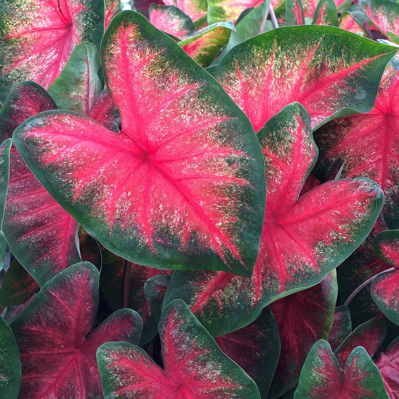 Van Zyverden Caladiums Fancy Leaf Bombshell Set of 3 Bulbs Multicolor Full Shade
